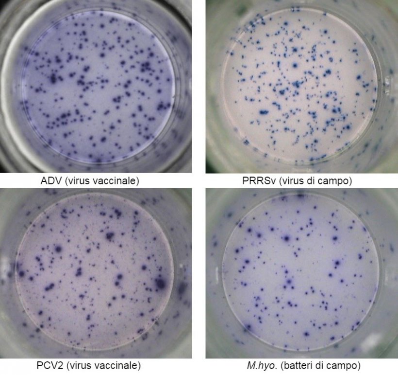 Figura 1. Risposta &nbsp;IFN-&gamma; ELISPOT antigene-spec&iacute;fica su&nbsp;PBMC nei confronti dei patogeni suini:&nbsp;ADV: Virus della Malattia di Aujeszky; PRRSv; PCV2; M.hyo.&nbsp;Mycoplasma hyopneumoniae. Ogni punto &egrave; causato dalla secrezione di IFN-&gamma; dei linfociti&nbsp;T di memoria/effettrici riattivati. (tra parentisi i patogeni usati per la riattivazione)
